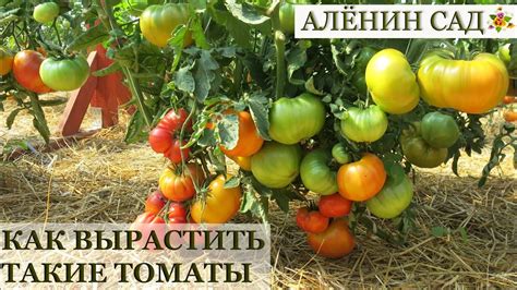 Как вырастить крупные помидоры / Лекция Валдиса / Клуб Томат, Рига ...
