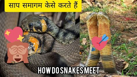 How Do Snakes Mate। साप सेक्स कैसे करते हैं। সাপ Sex কিভাবে করে 2022