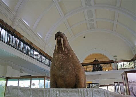 An Overstuffed Taxidermy Walrus Comes Home Atlas Obscura