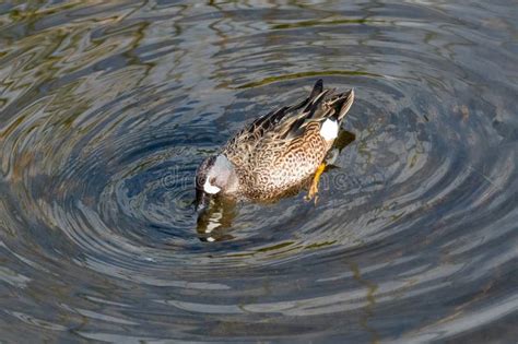 Male Blue Winged Teal Anas Discors Foraging In Shallow Water In