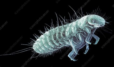 Beetle Larva SEM Stock Image Z330 0425 Science Photo Library