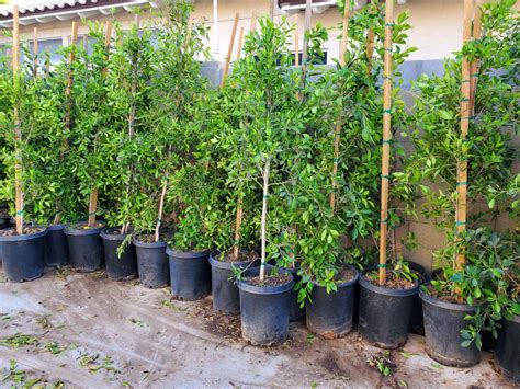 Ficus Nitida Aka Indian Laurel Columns Ficus Nitida Indian Laurel