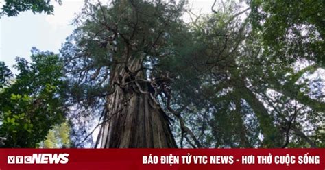Tranh cãi gay gắt về tuổi của cây cổ thụ già nhất thế giới