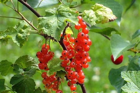 Kalendarz Biodynamiczny Na Lipiec Kiedy Zbiera Owoce A Kiedy