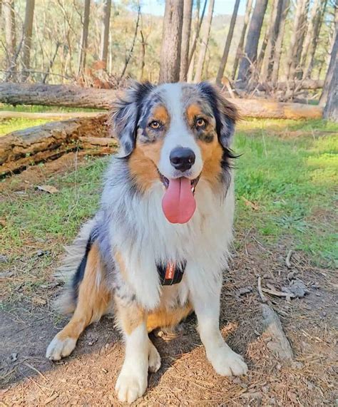 Blue Merle Australian Shepherd Everything You Need To Know