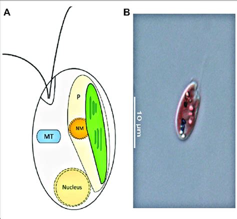 A Cryptophyte Cell Structure P Plastid Nm Nucleomorph Mt