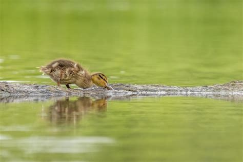 Premium Photo | Baby duckling