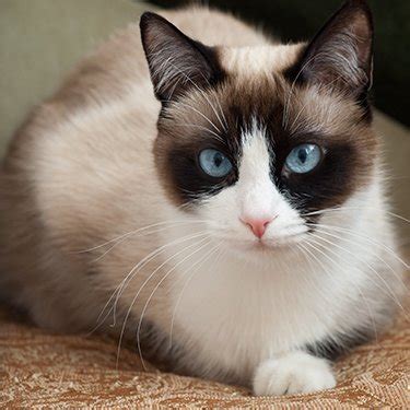 Best Snowshoe Cat Breeders - Cat Kingpin