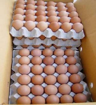 Bulk Sale Fresh Chicken Table Eggs Fertilized Hatching Eggs Buy