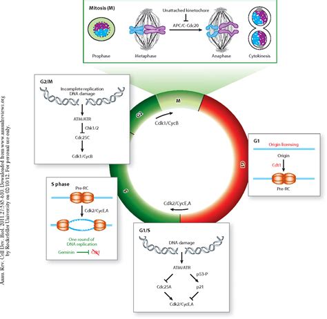 Figure 1 From The Causes And Consequences Of Polyploidy In Normal