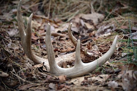 When Should You Start Shed Hunting Buckscore