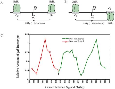 Biomolecules Special Issue Bacterial Rna Polymerase