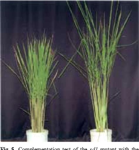 Figure 1 From Loss Of Function Of A Rice Gibberellin Biosynthetic Gene Ga20 Oxidase Ga20ox 2