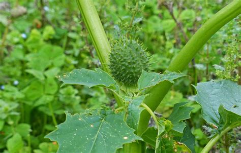 Around Perranuthnoe Thorn Apple