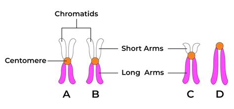 Centromeres Structure Functions And Types Of Centromeres