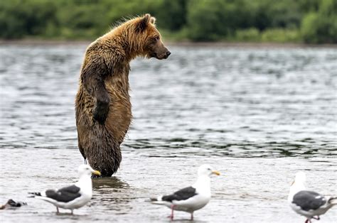 Обои вода, мокрый, медведь на рабочий стол