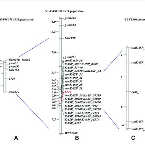 Genetic Linkage Map Of Chromosome 4BL For The VL404 WL711 RIL