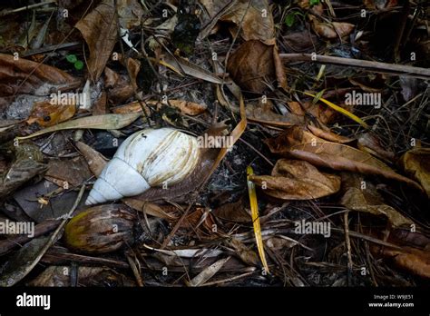 giant African land snail (Achatina fulica) AKA African giant snail or ...