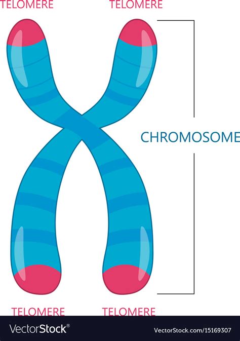 Telomere is the end of a chromosome Royalty Free Vector