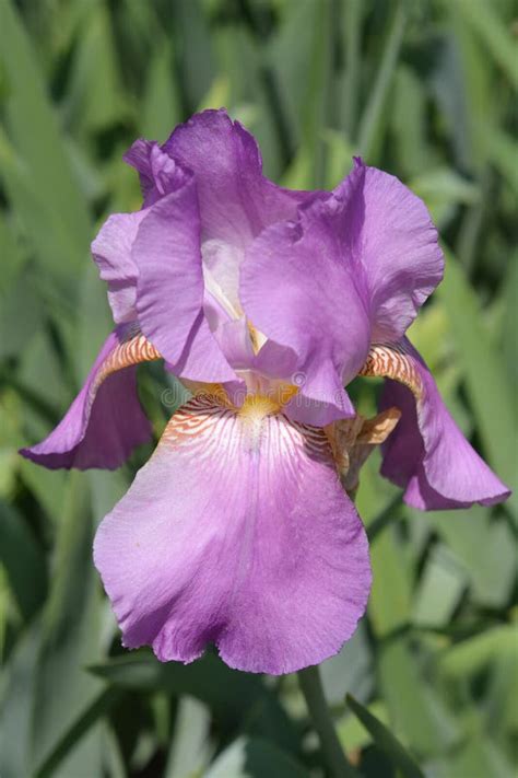 Tall Bearded Iris Gay Lord Stock Image Image Of Outdoors 132344125