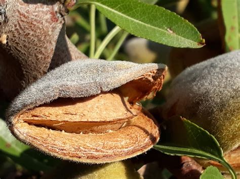 Almendras Ecol Gicas Recogida De Las Almendras Ecol Gicas En La Finca