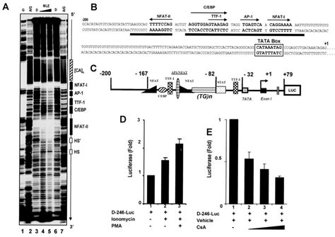 Dnase I Footprint Analysis Of The Proximal Sftpd Promoter A Dnase I