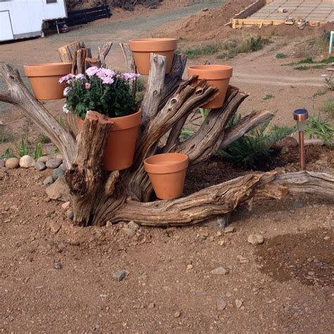 Made A Planter Out Of Manzanita Root Base Planters Plants Planter Pots