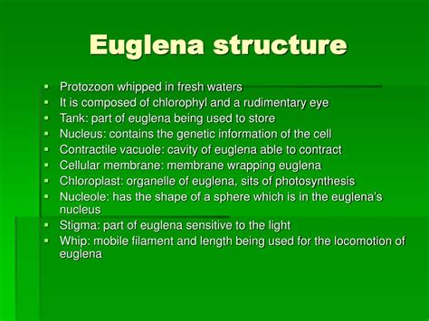 Ppt Euglena Powerpoint Presentation Free Download Id156443