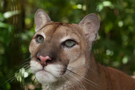 The Belize Zoo - Nine Belize