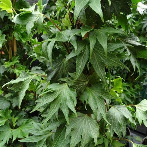 Плющ вічнозелений Green Ripple 0,5 л – купити онлайн на ROZETKA