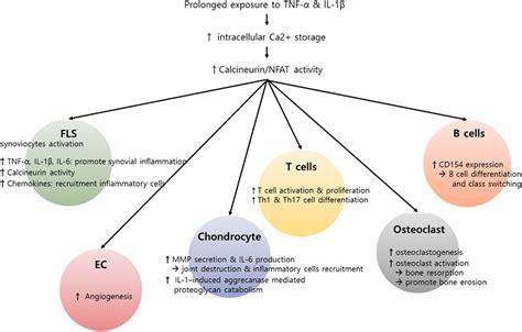 Frontiers The Role Of Calciumcalcineurinnfat Signaling Pathway In