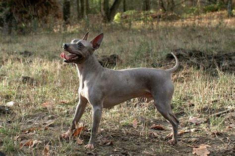 Razas De Perros Sin Pelo Desc Brelas Aqu Con Fotos