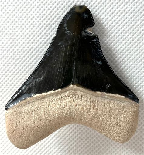 M Galodon Dent Fossile Carcharocles Megalodon Catawiki