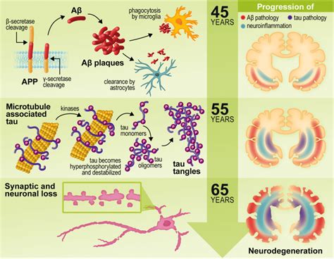 The Pathogenic Hallmarks Of AD In The Human Brain Over Time In The