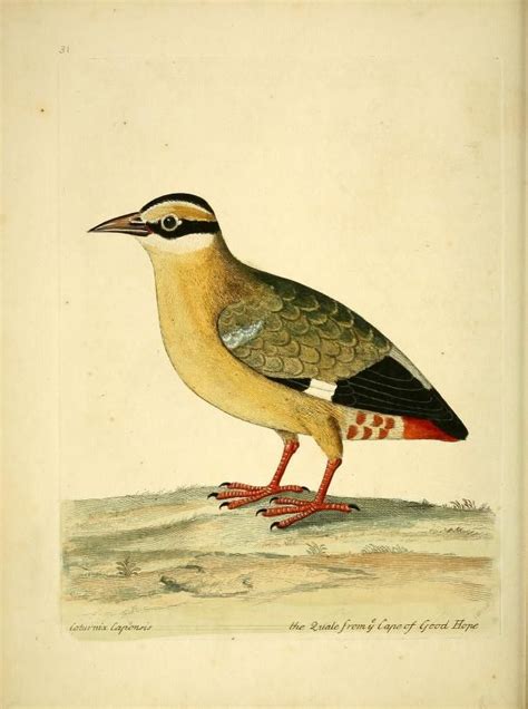 V 1 A Natural History Of Birds Biodiversity Heritage Library