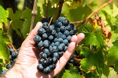 Sangiovese Resistente Una Sfida Strategica Vvq Vigne Vini Qualit