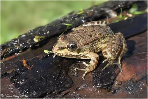 Marsh Frog Pelophylax Ridibunda At Thames Road Wetland Jason Steel