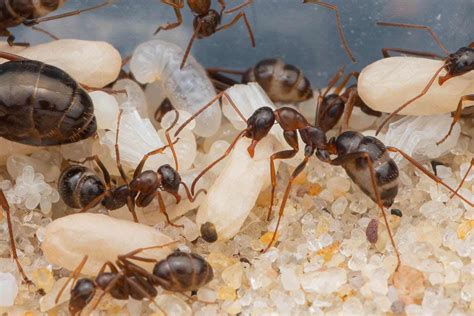 Ants For Sale In Iowa