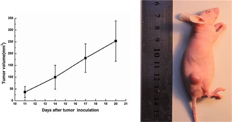 A 4t1 Tumor Growth Curve From The 11 To 20 Days After Tumor