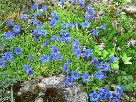 Gentiana Clusii Skalni Ky Jundrov