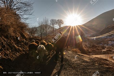 牦牛群高山丘壑自然风景摄影素材汇图网