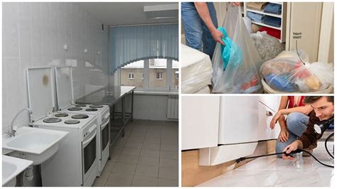 Как избавиться от тараканов в общежитии