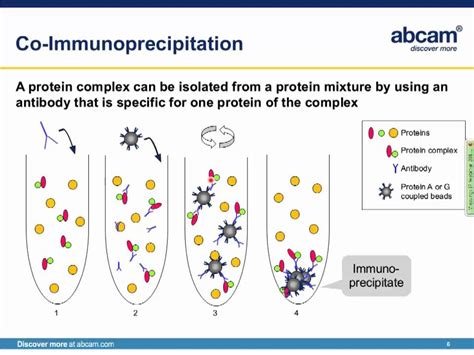 Immunoprecipitation Ip Principles And Troubleshooting Youtube