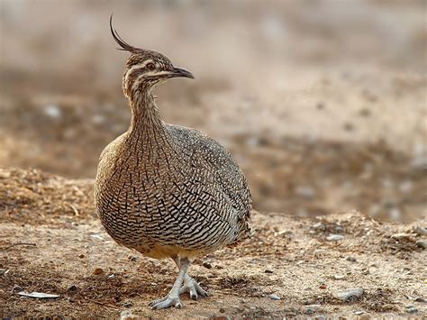 Elegant Crested Tinamou Ebird