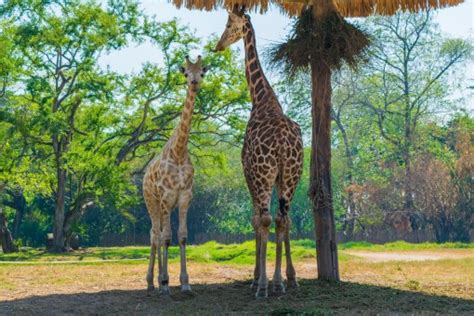 immagini belle avventura natura zoo mammifero fauna savana