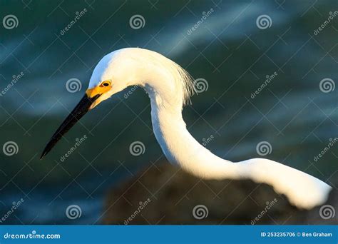 Snowy Egret Venice Florida North Jetty Stock Photo Image Of Profile