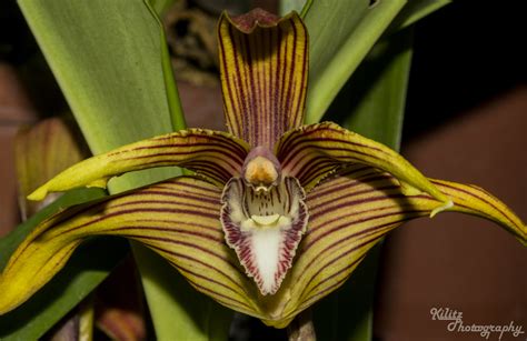 Maxillaria Aff Striata Maxillaria Striata Maxillariinae Flickr