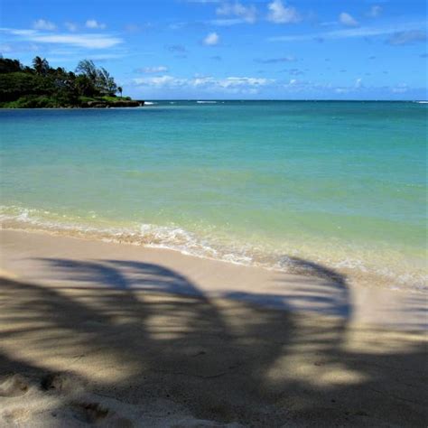 Best Turtle Bay Oahu Stock Photos, Pictures & Royalty-Free Images - iStock