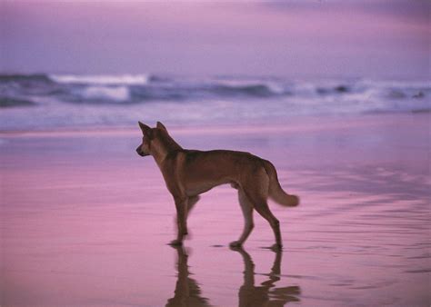 Fraser Island Camping Tour Days Hotgetaways Au