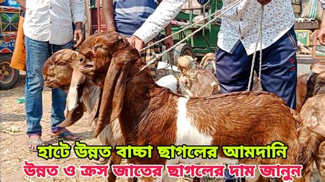 হাটে উন্নত বাচ্চা ছাগলের আমদানি। উন্নত ও ক্রস জাতের ছাগলের দাম জানুন।goatfarminggoatfarm